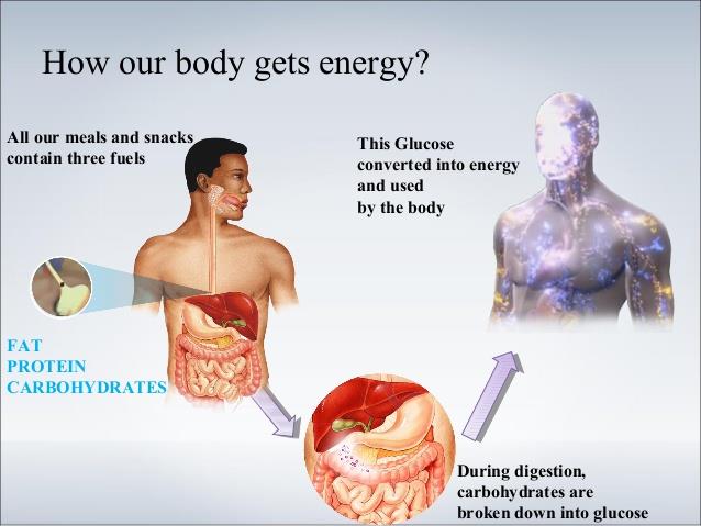 How the body gets energy