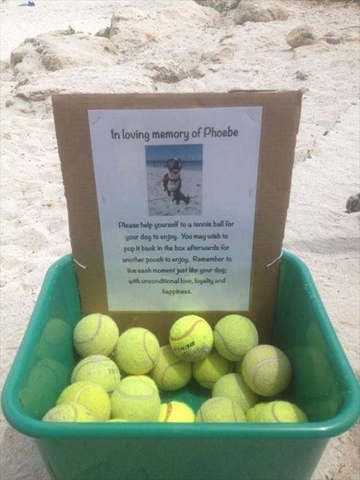 In Loving memory of their Pet