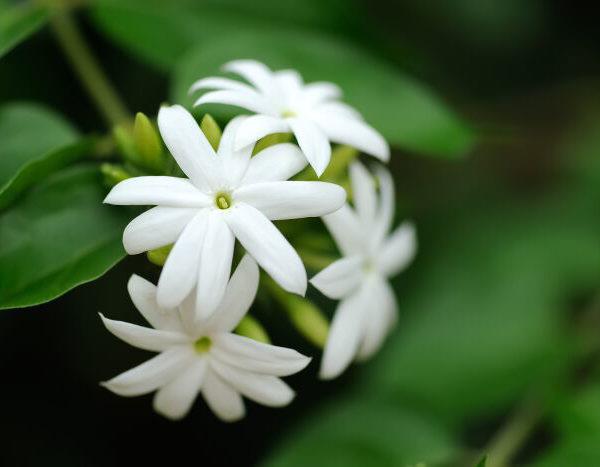 Jasmine flower banned in China