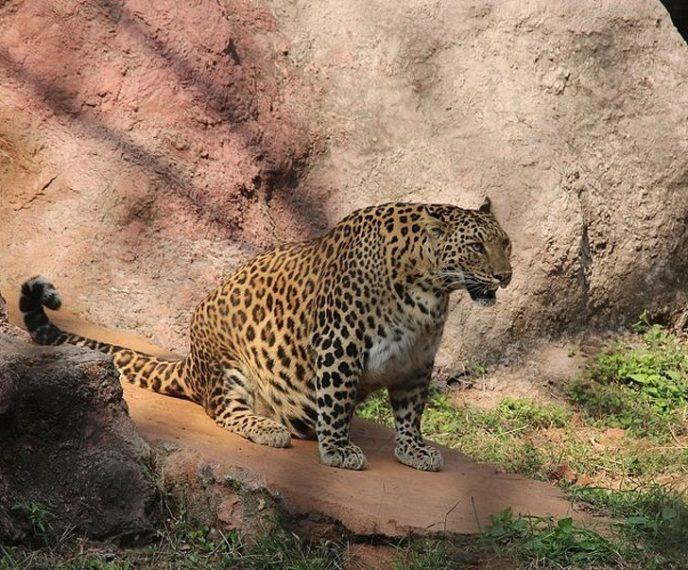 Leopard: Don’t say nothing about my fat belly