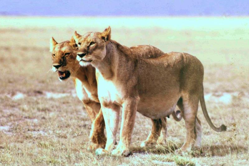 Lions: proud mummy and daddy flaunting it