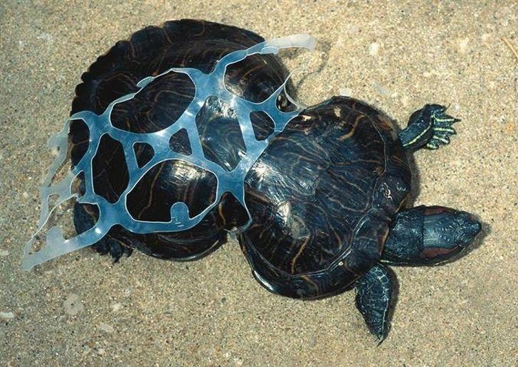 Marine life dies a slow death with plastic