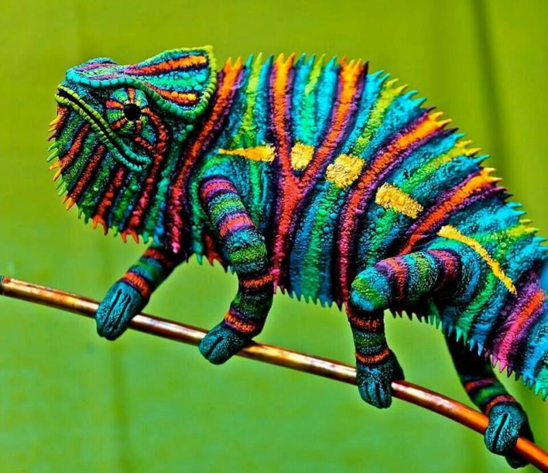 Multicolored chameleon