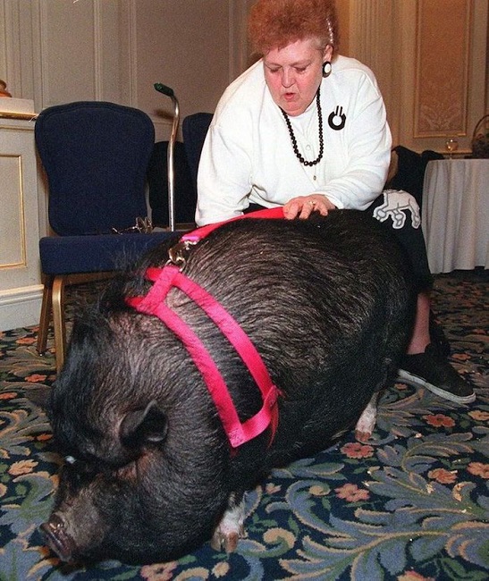 Pig Saves Owners Life