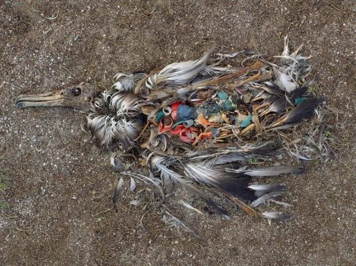 Plastic is killing our oceans