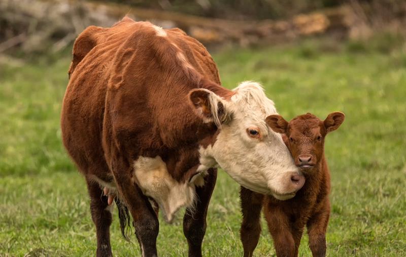 Some animal experts against cow cuddling