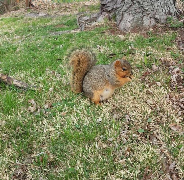 Squirrels: I have to eat for two!