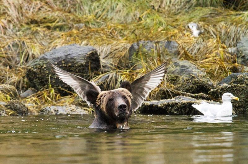 teddy bear bird