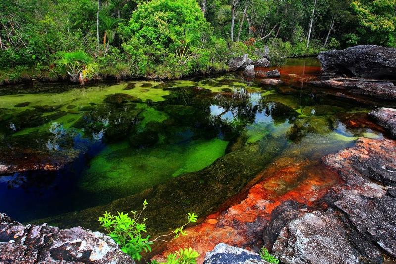 The Caño Cristales River