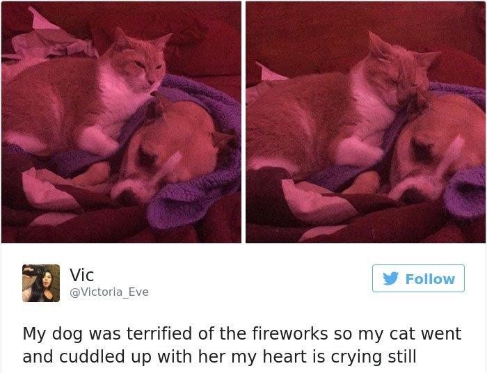 The cat and dog love