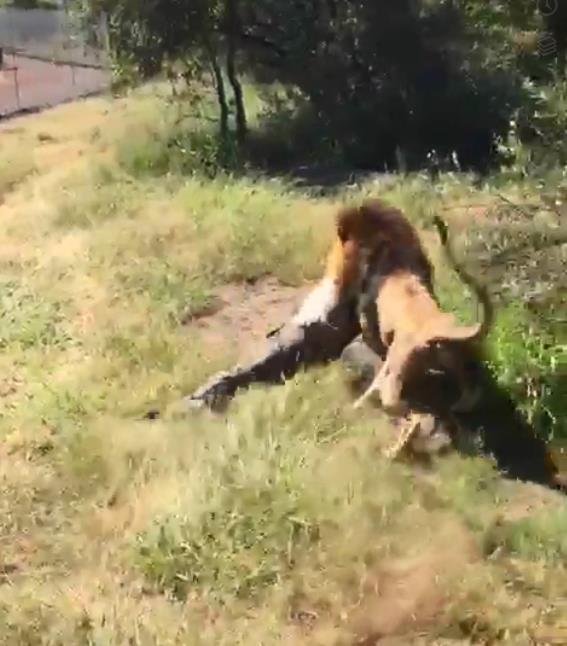 The Lion dragged him away into the bushes