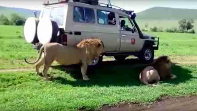 The Lions decided to seek shade from the SUV