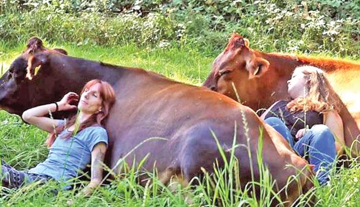 The process of cow cuddling