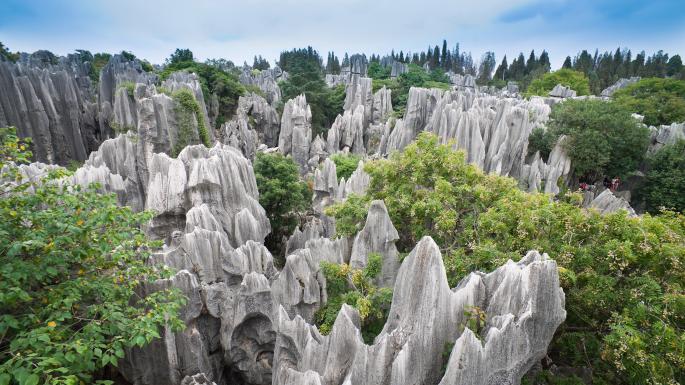 The Stone Forest