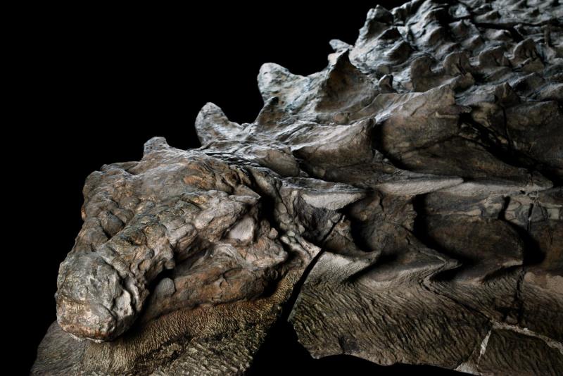 This dinosaur mummy found in Canada