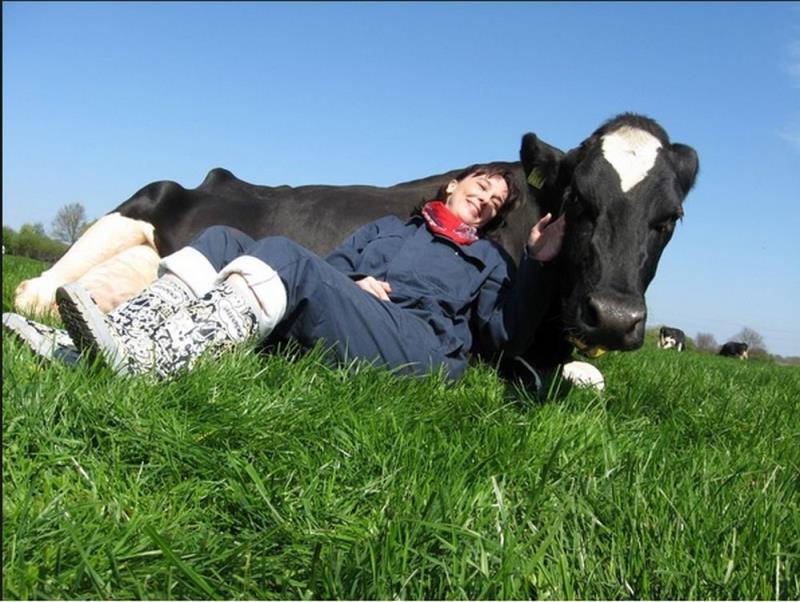 Why are cows great cuddle buddies?