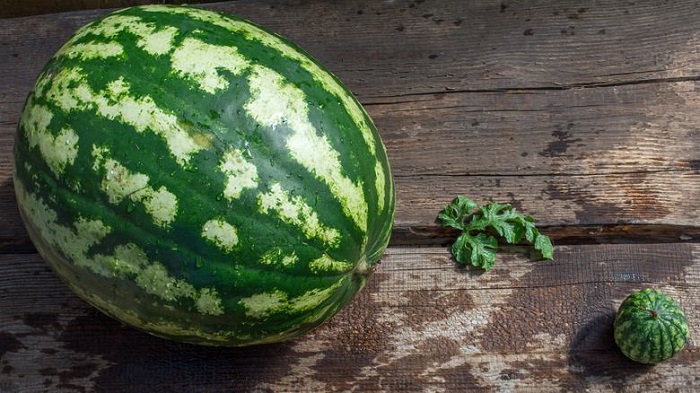 There aren’t as many nutrients in unripe watermelons