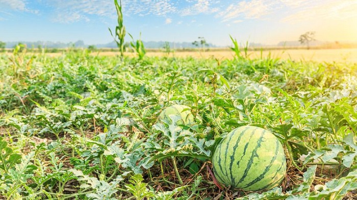 Watermelon counts as one of your daily veggie intakes