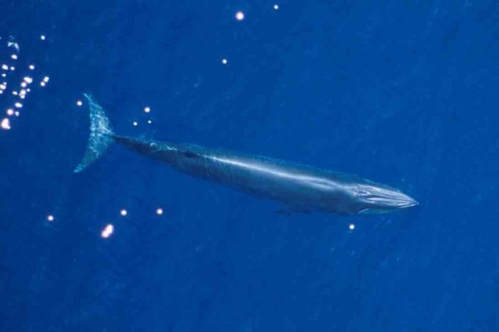 These whales are not similar to Bryde’s whales