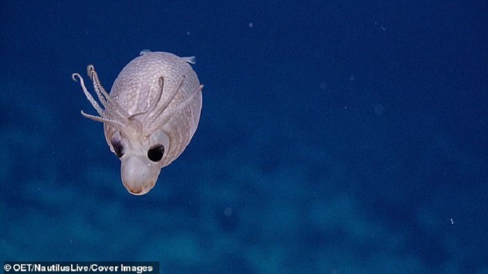 Piglet squids are related to glass squids