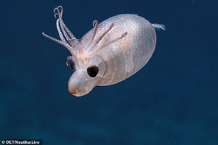 Piglet squids were discovered earlier 