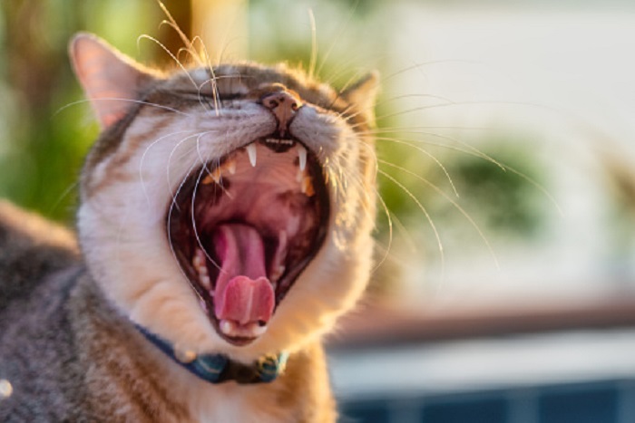 Cats yawn to end a fight