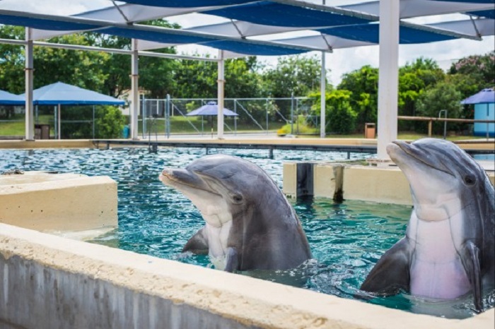 There have been previous accounts of animal aggression at Seaquarium