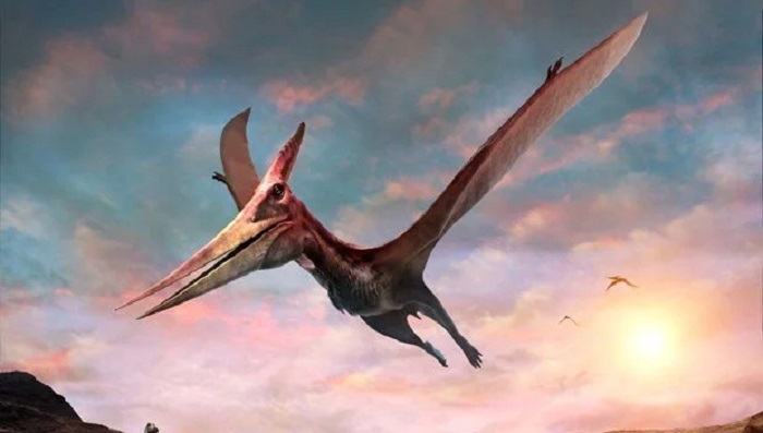 Another account of a Pteranodon was reported in 1977