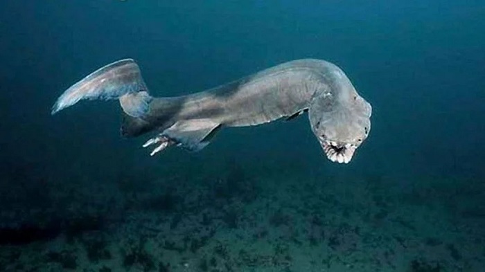 Frilled sharks hold the world record of the longest time for giving birth Frilled sharks hold the world record of the longest time for giving birth