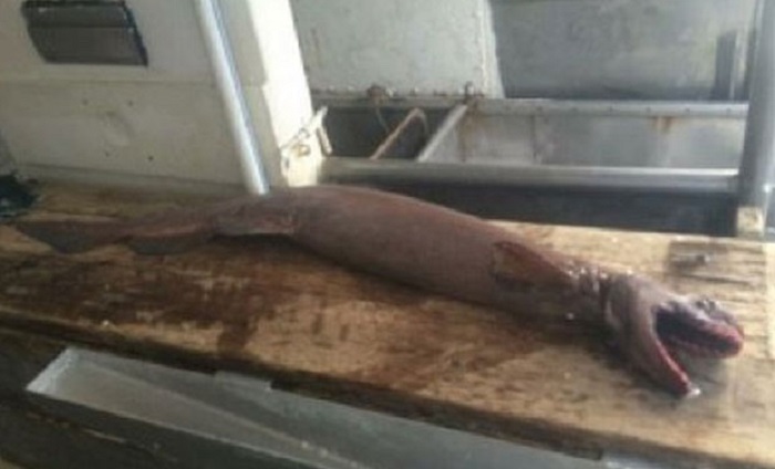 Reports of frilled sharks being caught during fishing