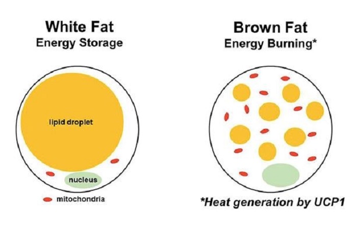 Brown fat vs white fat