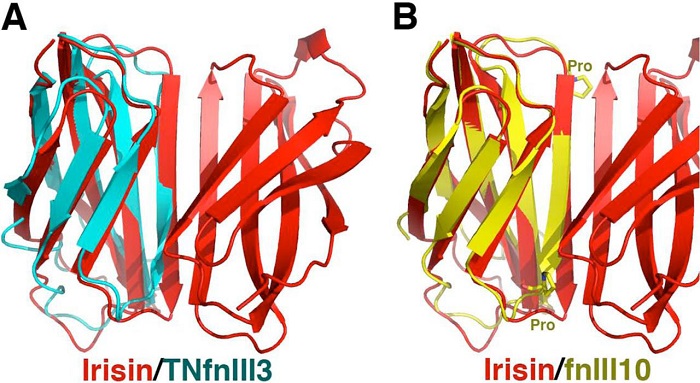 Irisin is also produced in the human body