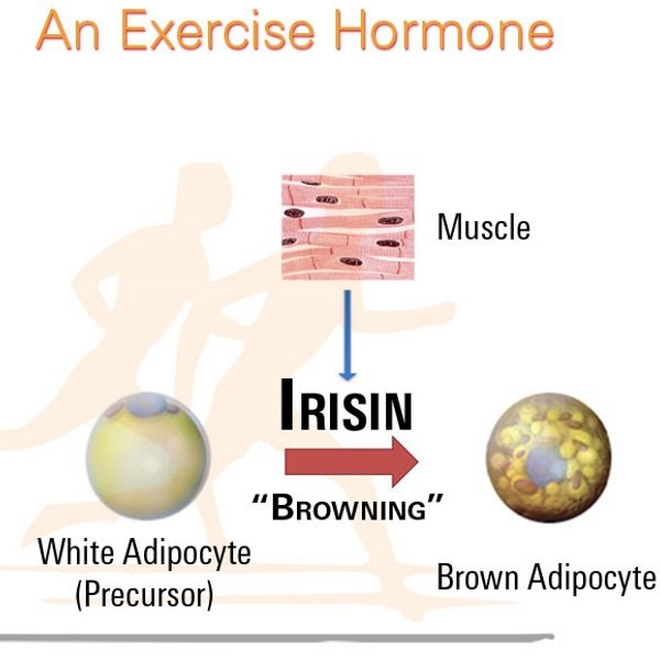 What Irisin can do for your body