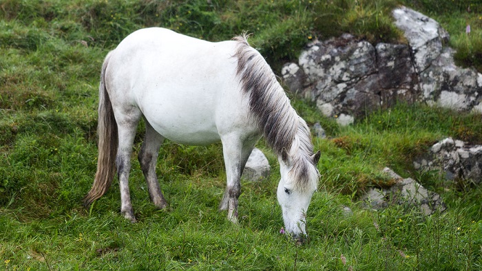 Eriskay Pony