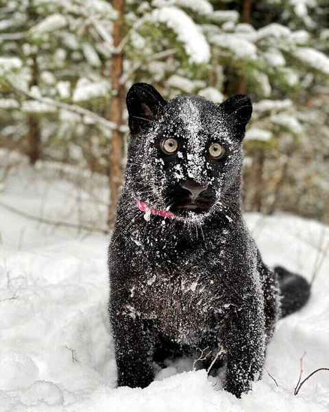 Black panthers are either jaguars or leopards