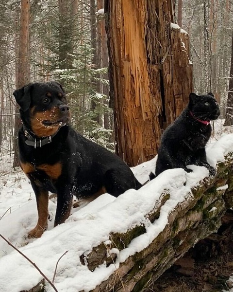 Black panthers like Luna are very rare