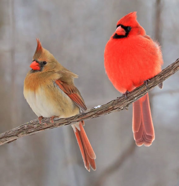 Cardinals are beautiful singers