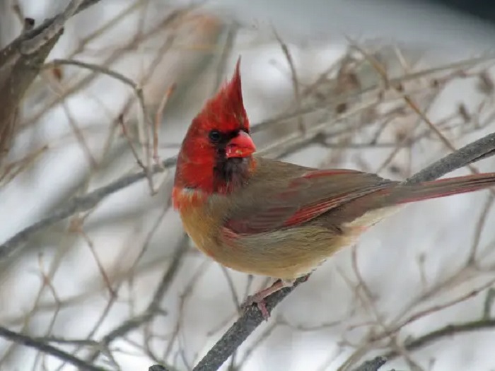 Cardinals are often seen as harbingers of luck