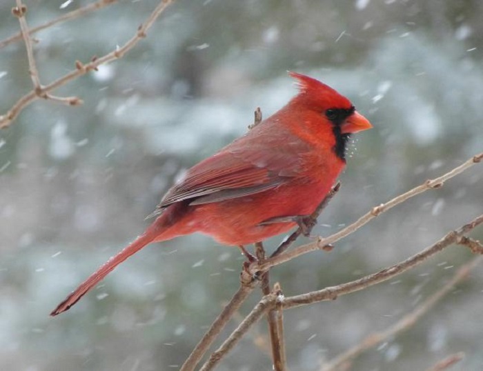 Cardinals inhabit a diverse range of terrain and climates