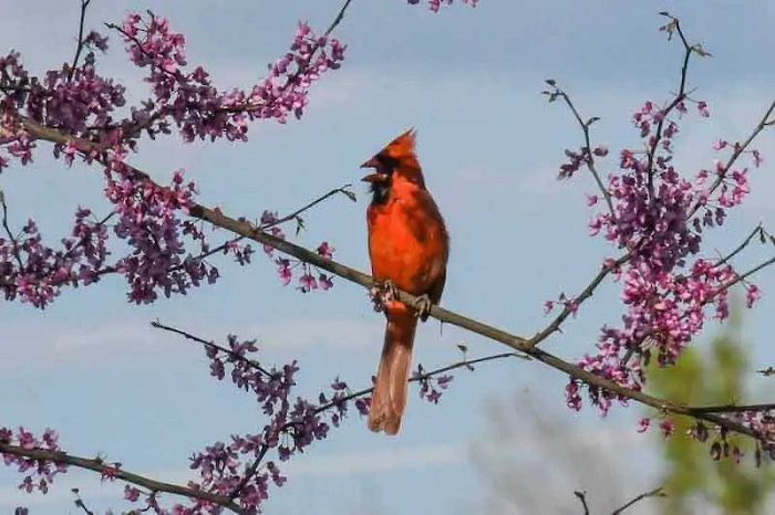 How are these birds viewed in Native American lore