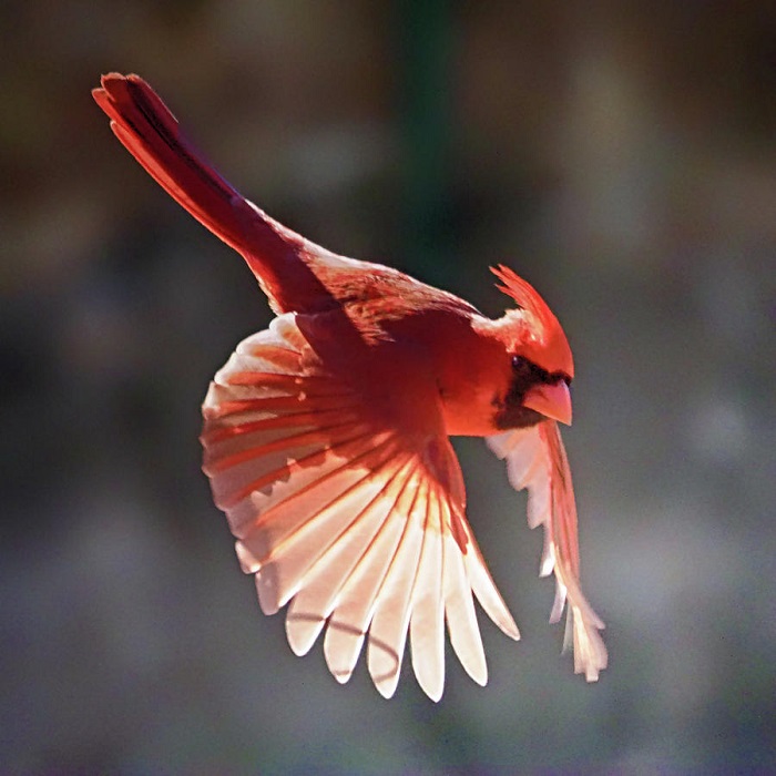 Spotting a cardinal may suggest an angelic presence