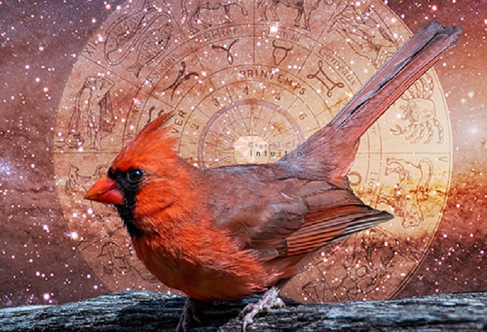 These magnificent cardinals symbolize many good omens