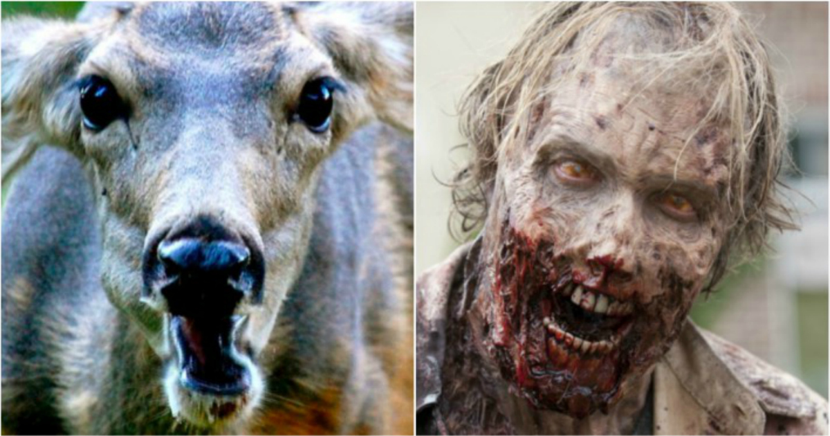 Scientists Fear That Terrifying New Infection Turning Deer into Zombies